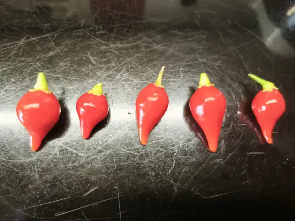 Chili: Biquinho rot