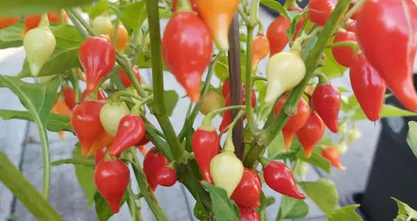 Chili / Paprika: Biquinho vermelho