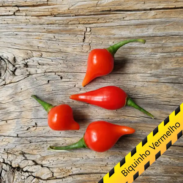 Chili: Biquinho vermelho