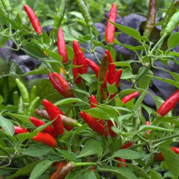 Chili / Paprika: Bird’s Eye Thai Chili