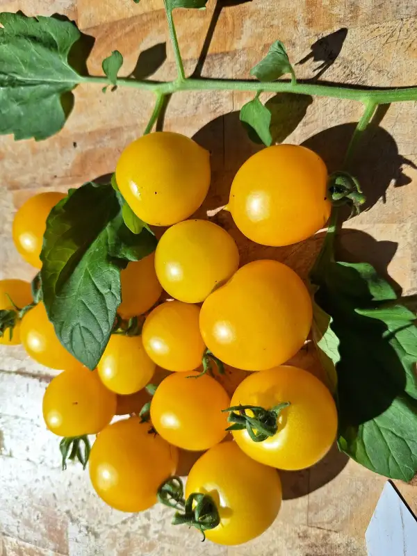 Tomaten: Birdie Jaume