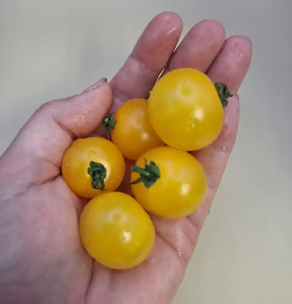 Tomaten: Birdie Jaune
