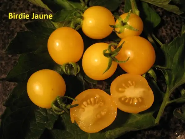 Tomaten: Birdie Jaune