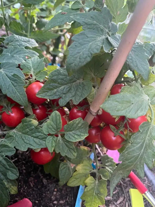 Tomaten: Birdie Rouge - Zwergtomate