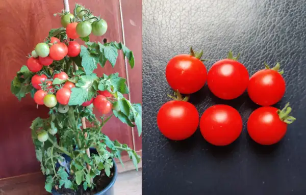 Tomaten: Birdie Rouge