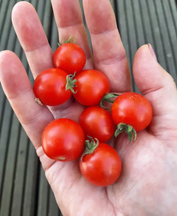 Tomaten: Birdie Rouge