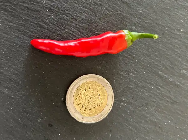 Chili / Paprika: Birgit‘s Locoto