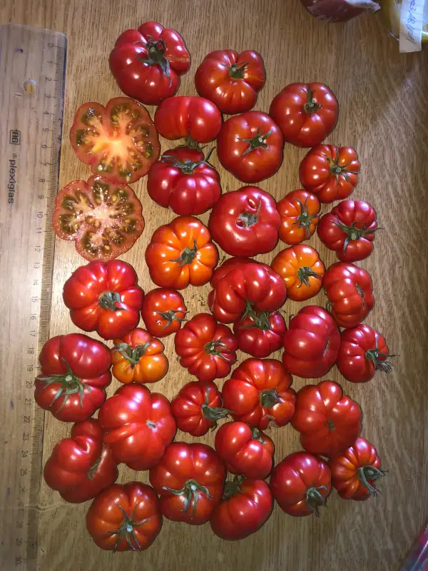 Tomaten: Birmane