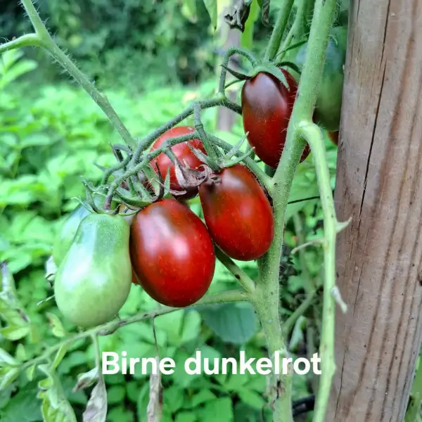 Tomaten: Birne dunkelrot