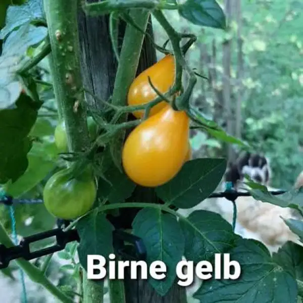 Tomaten: Birne gelb