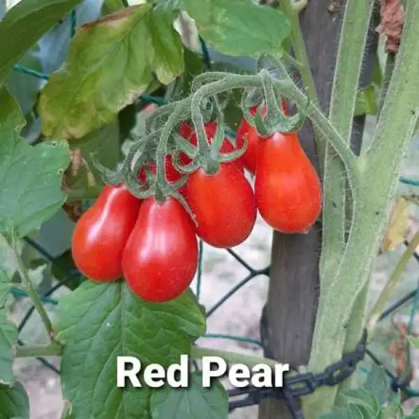 Tomaten: Birne rot