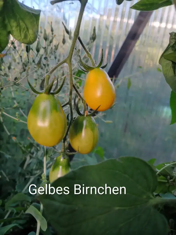 Tomaten: Birnenförmige Gelbe (alte Sorte)