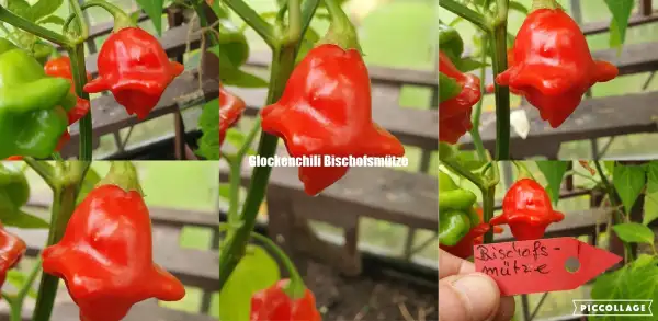 Chili / Paprika: Bischofsmütze