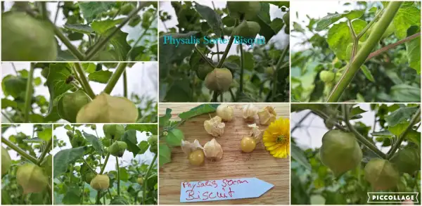 Physalis: Biscuit