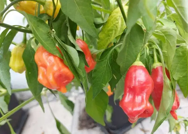 Chili / Paprika: Bishops Crown Multicolor