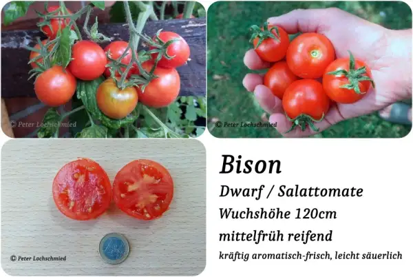 Tomaten: Bison Dwarf