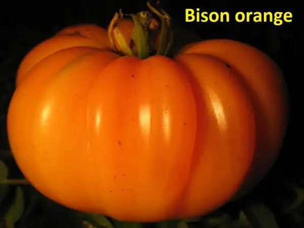 Tomaten: Bison orange