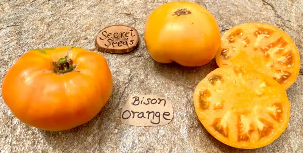 Tomaten: Bison orange