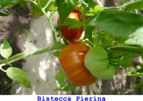 Tomaten: Bistecca pierina
