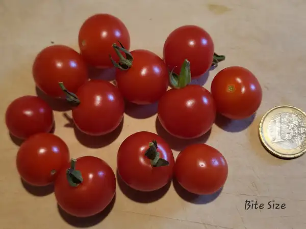 Tomaten: Bite Size