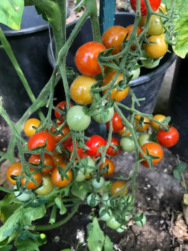 Tomaten: Bite Size