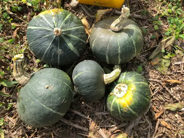 Kürbisse: Bitteroot Buttercup