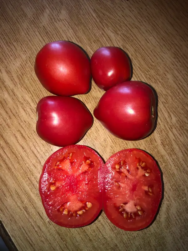 Tomaten: Bivolsko Serce