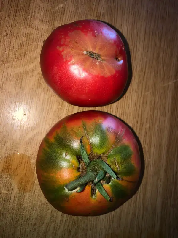 Tomaten: Biyskaya Rosa