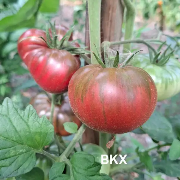 Tomaten: BKX (Black Krim Potato Leaf)