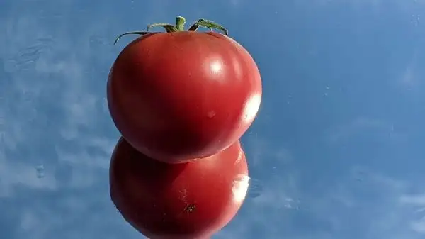 Tomaten: Black Aiberg