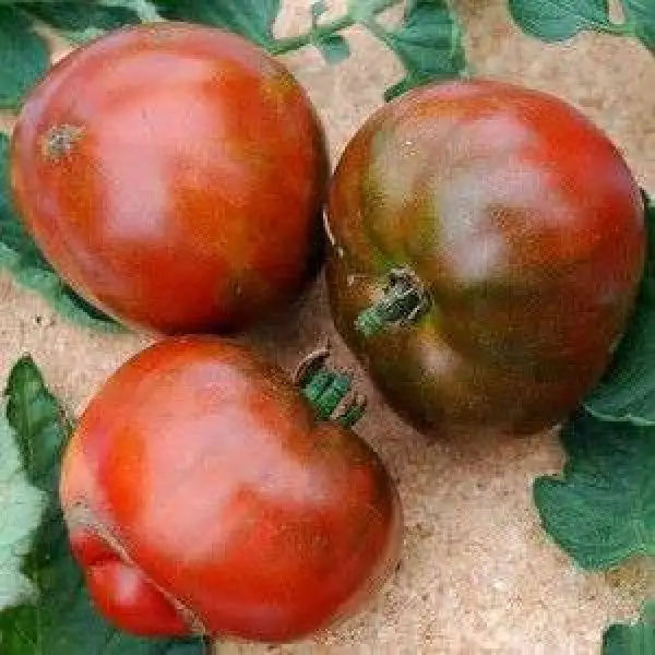 Tomaten: Black Aisberg