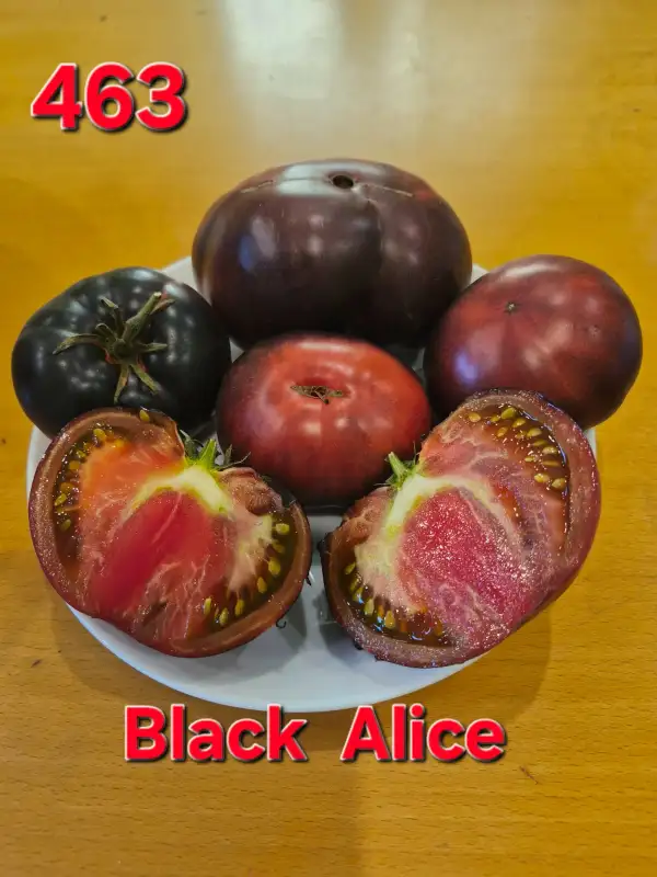 Tomaten: Black Alice