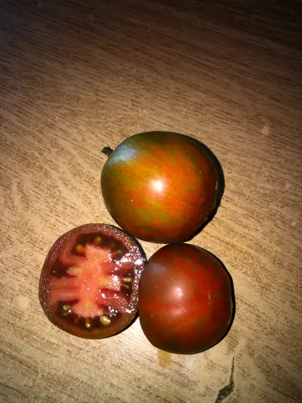 Tomaten: Black and Brown Boar