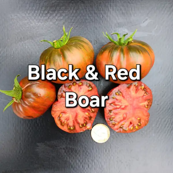 Tomaten: Black and Red Boar
