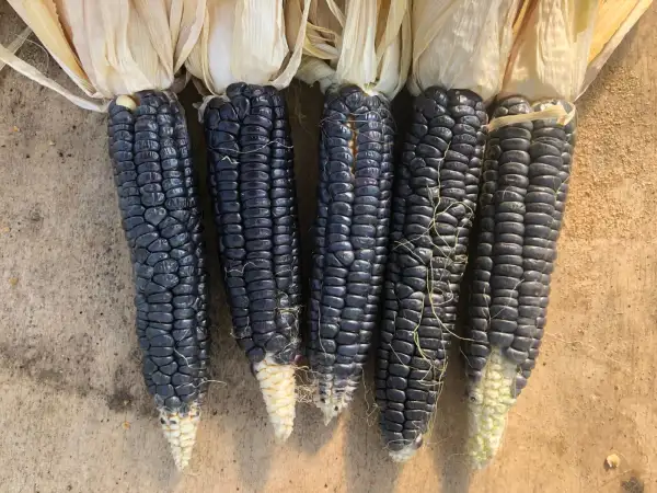 Mais: Black Aztec