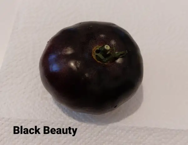 Tomaten: Black Beauty