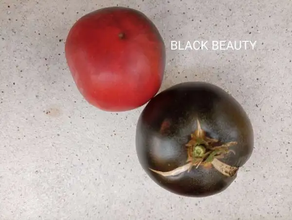 Tomaten: Black Beauty