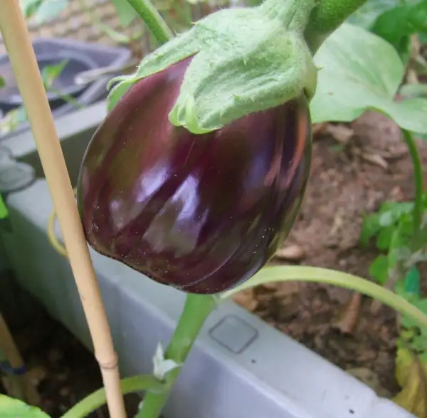 Auberginen: Black Beauty