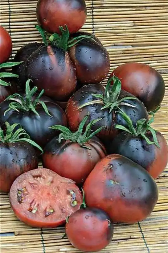 Tomaten: Black Beauty