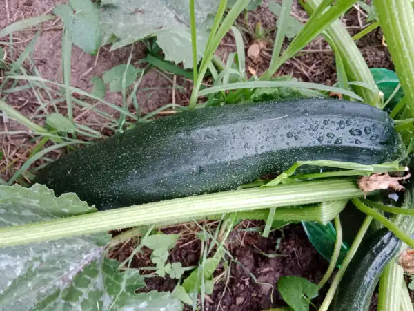 Zucchini: Black Beauty