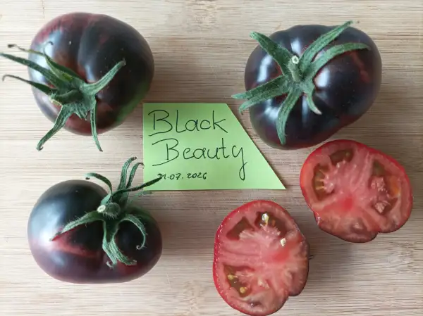 Tomaten: Black Beauty