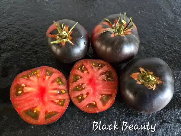 Tomaten: Black Beauty