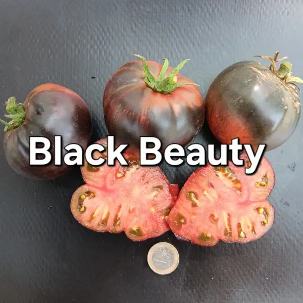 Tomaten: Black Beauty