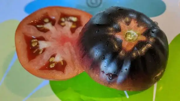 Tomaten: Black Beauty