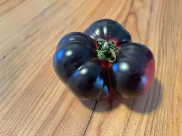 Tomaten: Black Beauty