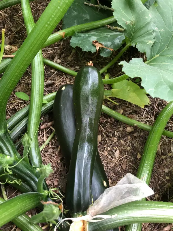 andere Gemüse: Black Beauty zucchini