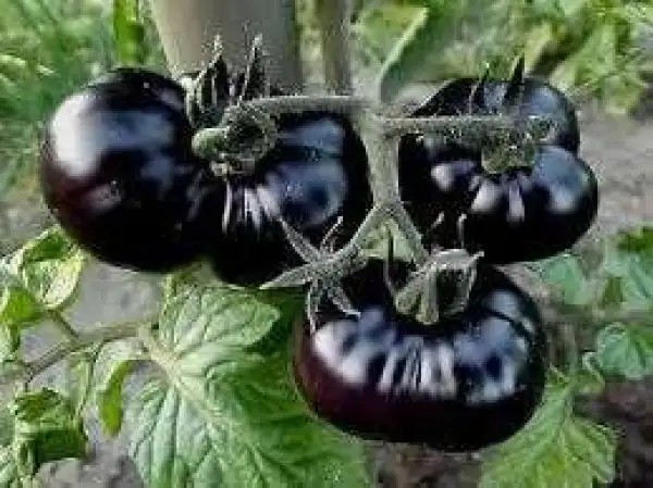 Tomaten: Black Beef