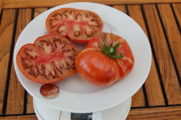 Tomaten: Black Brandywine