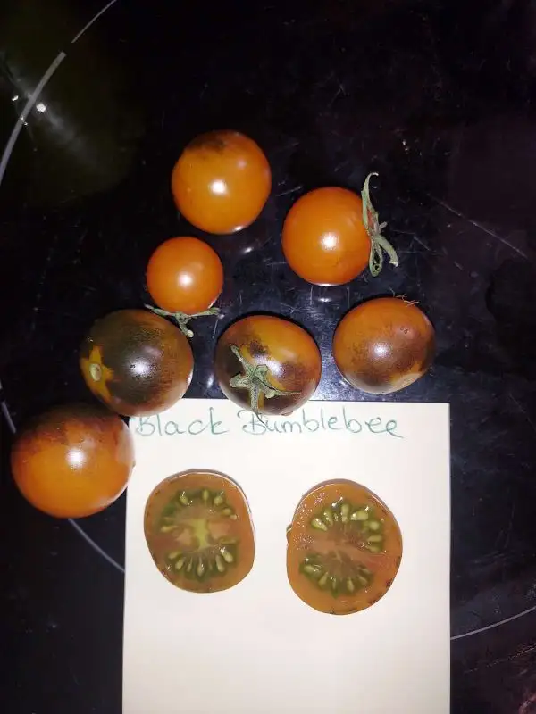 Tomaten: Black Bumblebee