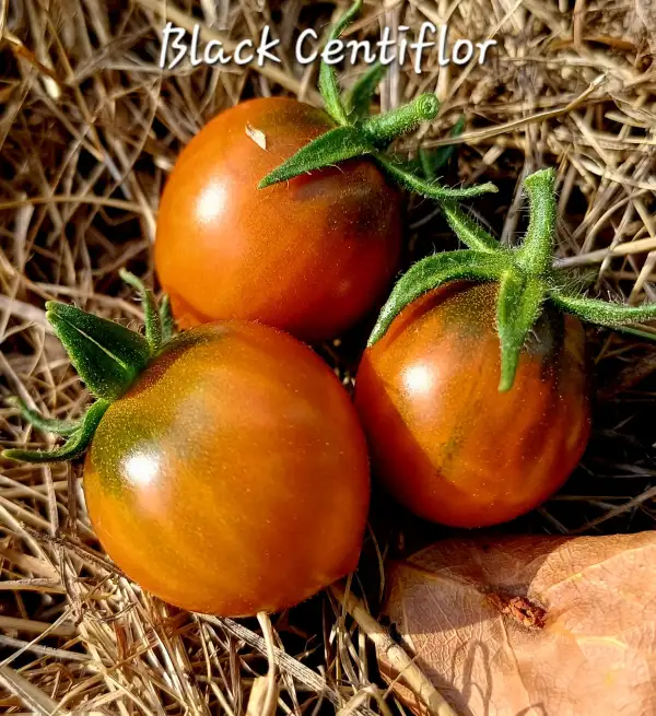 Tomaten: Black Centiflor